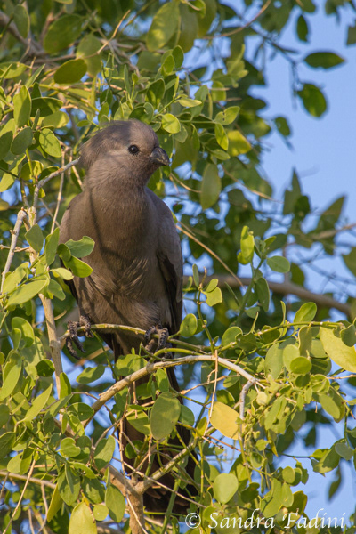 Grauer Lärmvogel (Corythaixoides concolor) 03 - Namibia