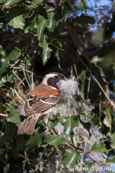 Kapsperling (Passer melanurus) 01 - Männchen beim Nestbau (Namibia)