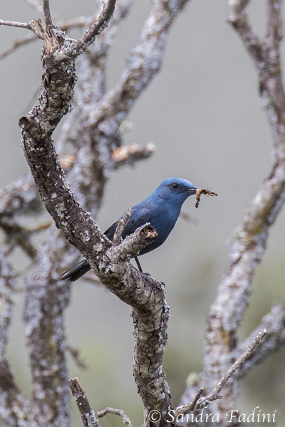 Blaumerle (Monticola solitarius) 01 - Männchen (Spanien)