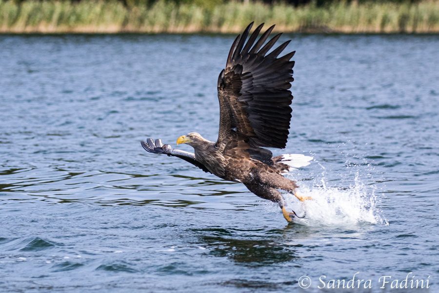 Seeadler (Haliaeetus albicilla) 06
