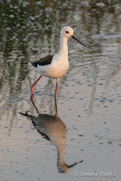 Stelzenläufer (Himantopus himantopus) 01 - Sri Lanka