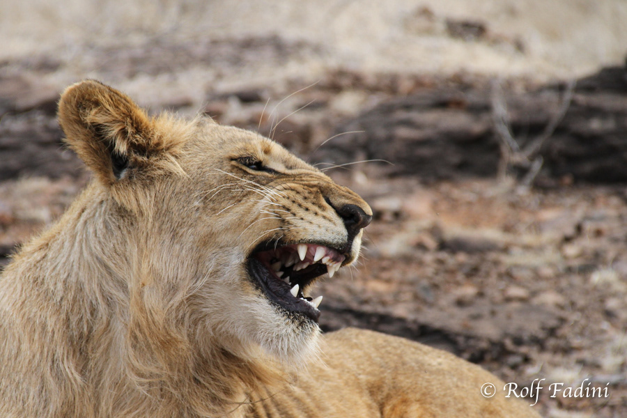 Löwe (Panthera leo) 27 - Captive - Junges Männchen (Zimbabwe)