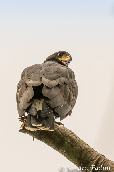 Krabbenbussard (Buteogallus anthracinus) 01 - Costa Rica
