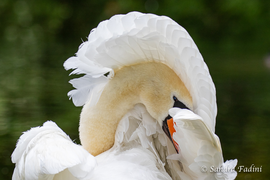 Höckerschwan (Cygnus olor) 01