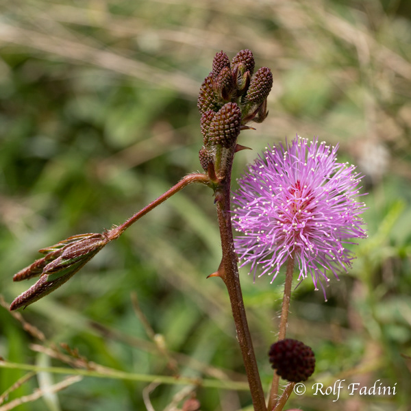 Flora Sri Lanka 03 - Mimose (Mimosa pudica)