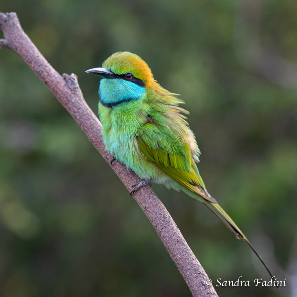 Smaragdspint (Merops orientalis) 03 - Sri Lanka