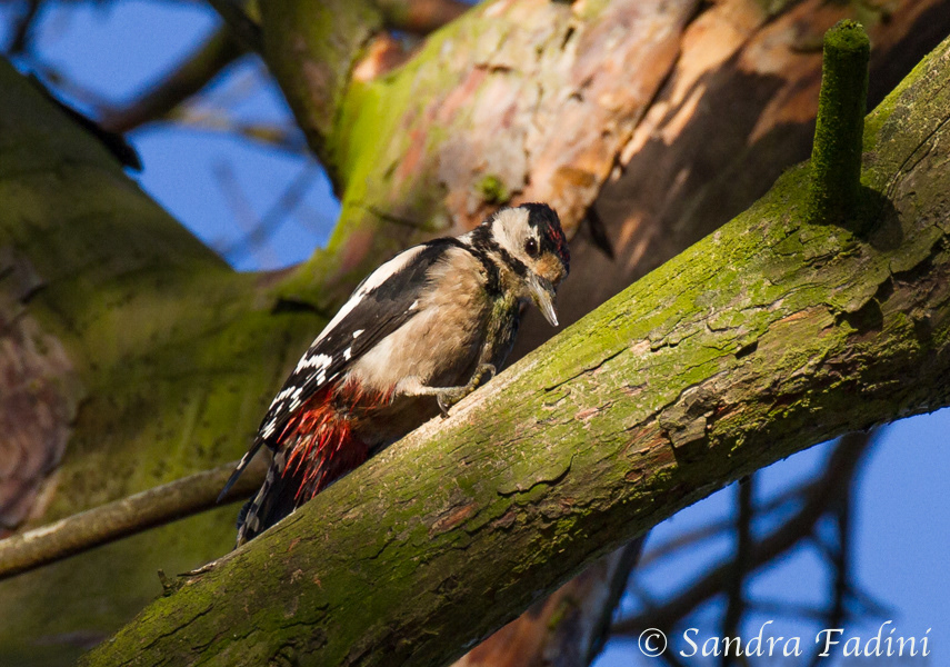 Buntspecht (Dendrocopos major) 03