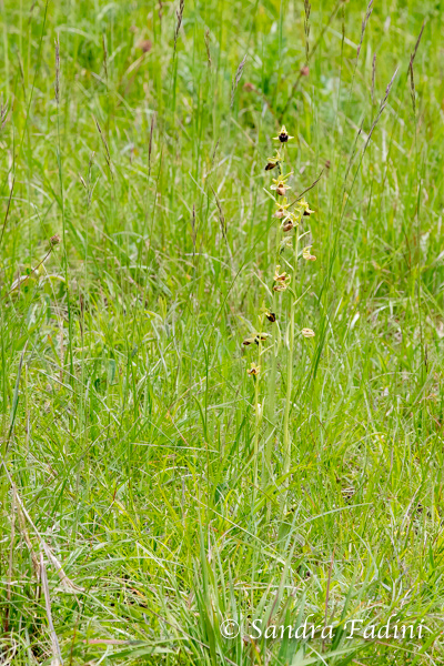 Große Spinnen-Ragwurz (Ophrys sphegodes) 01