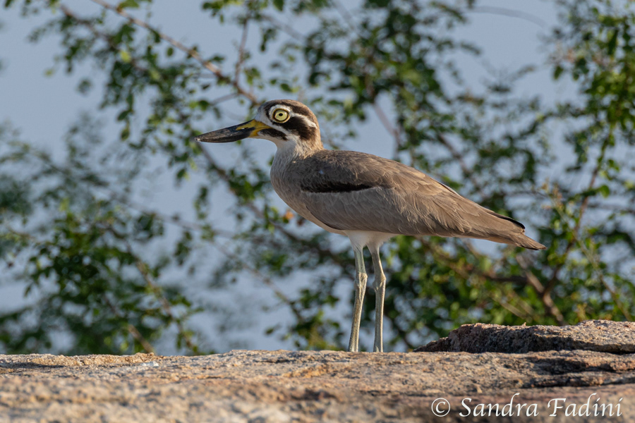 Krabbentriel (Esacus recurvirostris) 01 - Sri Lanka