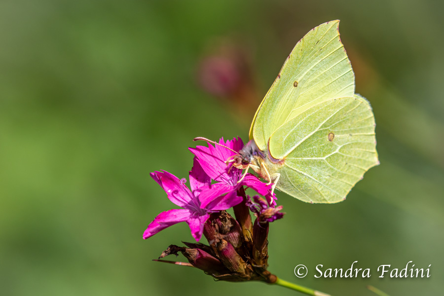 Zitronenfalter (Gonepteryx rhamni) 01
