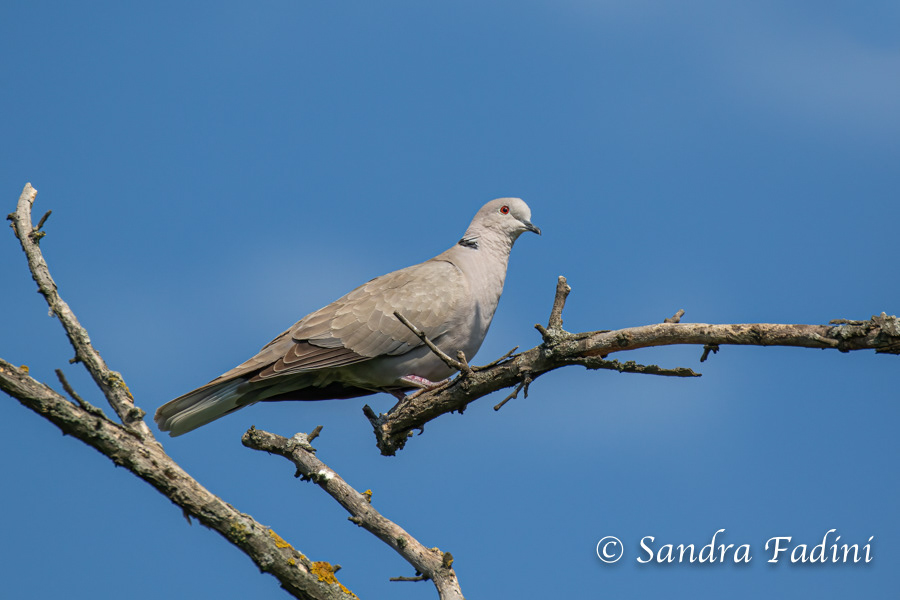 Türkentaube (Streptopelia decaocto) 03 - Österreich