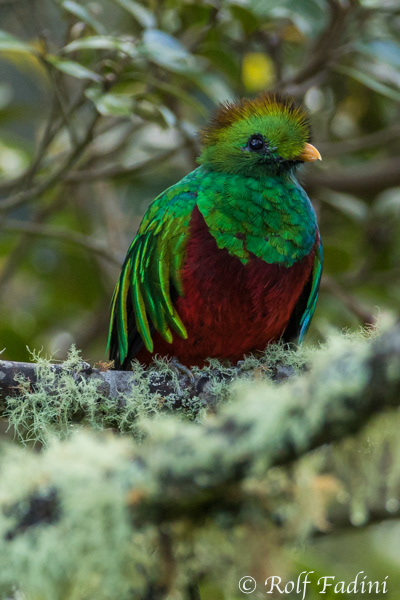 Quetzal (Pharomachrus mocinno) 05 - Männchen (Costa Rica)