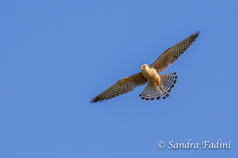 Rotfußfalke (Falco vespertinus) 05 - Weibchen (Österreich)