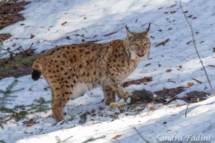 Eurasischer Luchs (Lynx lynx) 16 - captive