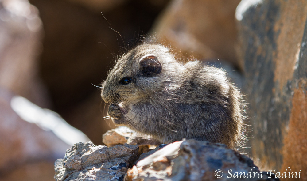 Felsenratte (Petromus typicus) 03 - Jungtier (Namibia)