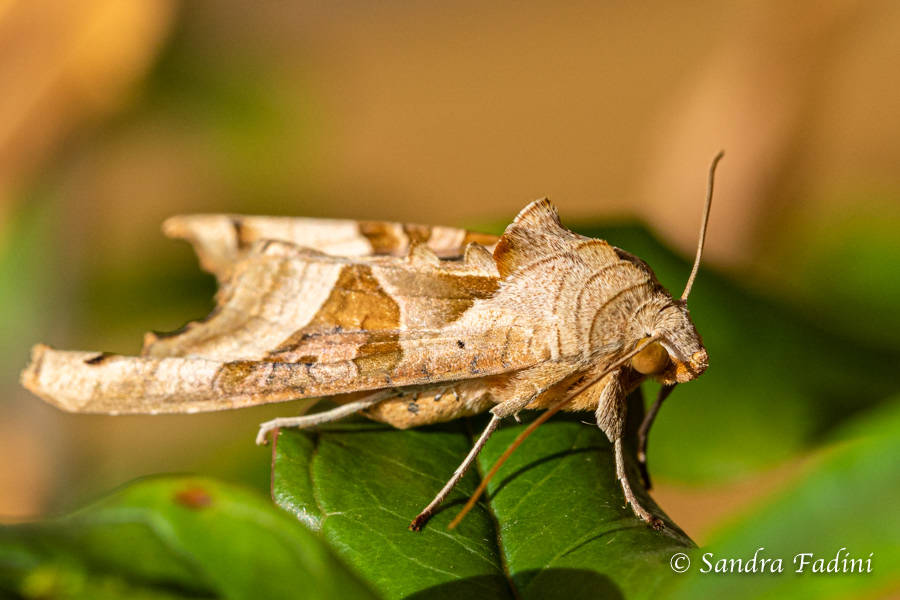 Achateule (Phlogophora meticulosa) 01 - Weibchen