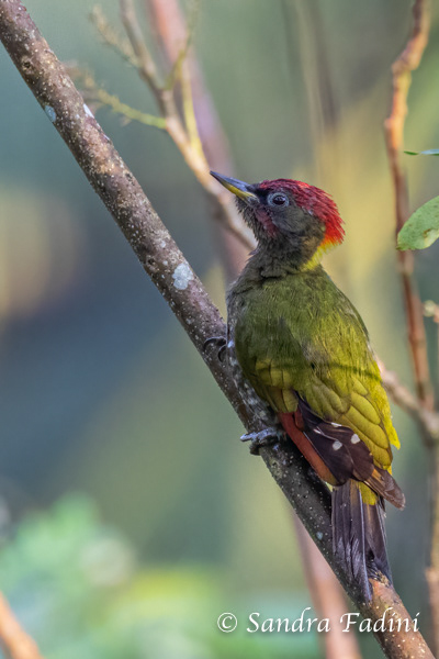Orangespecht (Dinopium benghalense) 01 - Sri Lanka