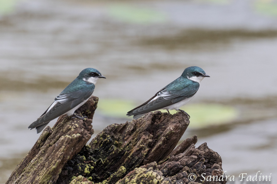 Mangrovenschwalbe (Tachycineta albilinea) 01 - Costa Rica