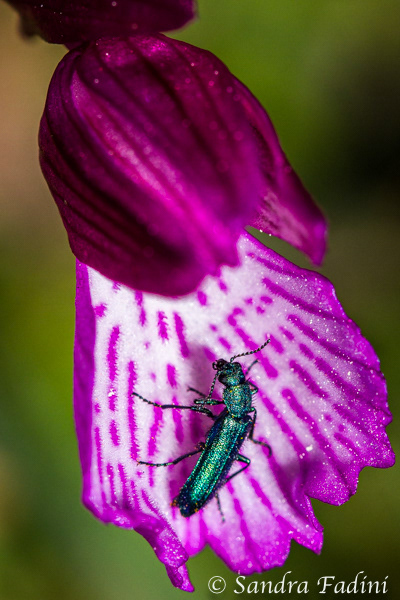 Blauer Scheinbockkäfer (Ischnomera cyanea) 01 - Spanien