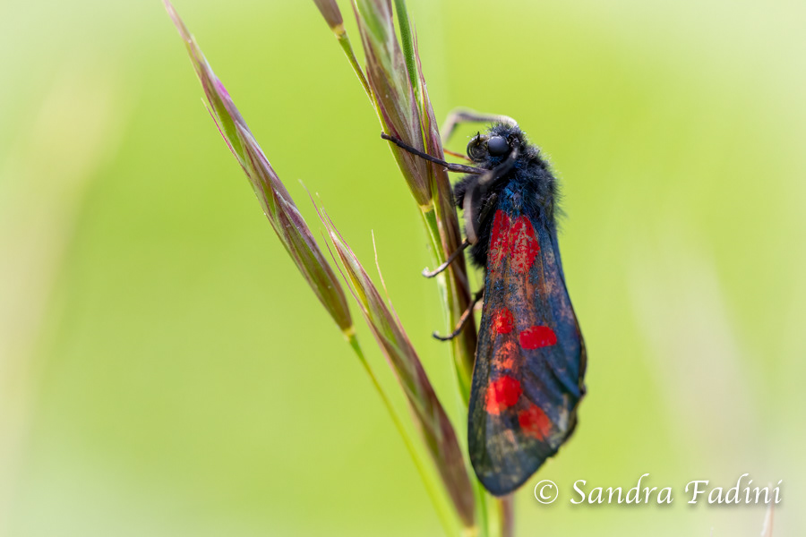 Sechsfleck-Widderchen (Zygaena filipendulae) 01 - vom Vorjahr