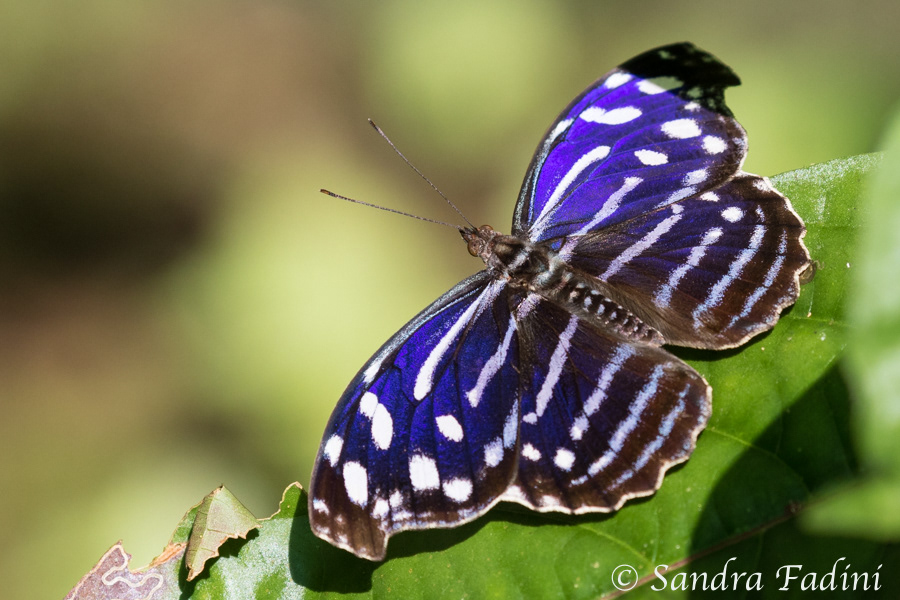 Fleck- Schillerfalter (Myscelia cyaniris) 02 - Costa Rica