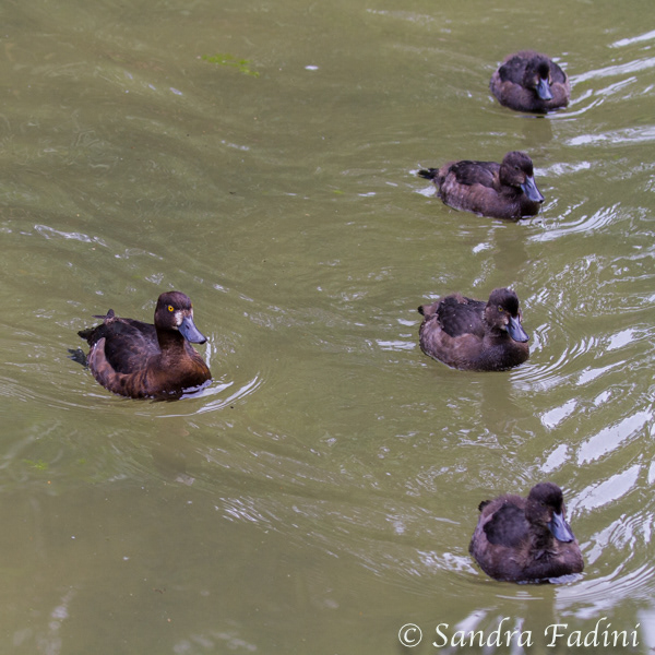 Moorente (Aythya nyroca) 04 - Familie