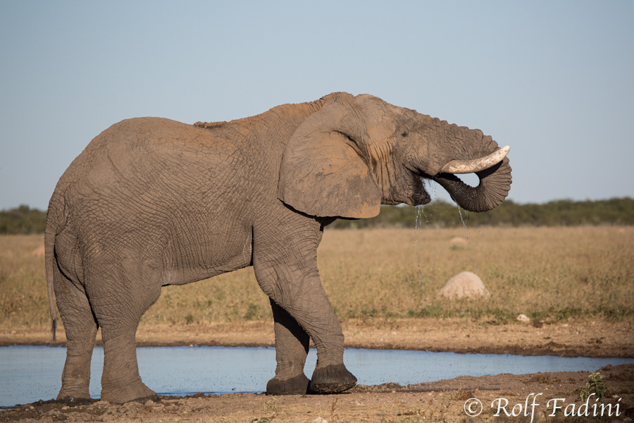 Afrikanischer Elefant (Loxodonta africana) 05 - Namibia