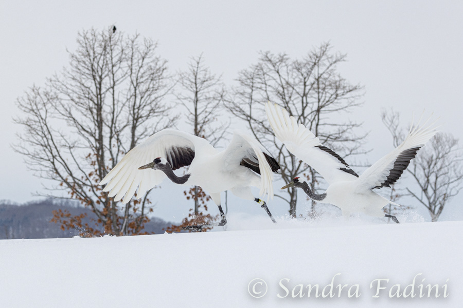 Mandschurenkranich (Grus japonensis) 17 - Abflug (Japan)
