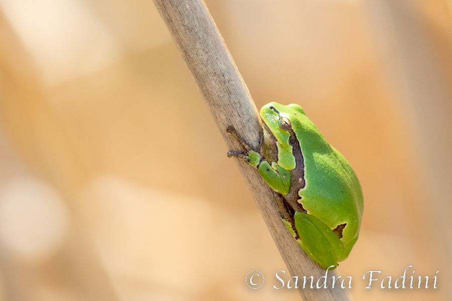 Laubfrosch (Hyla arborea) 01 - Österreich