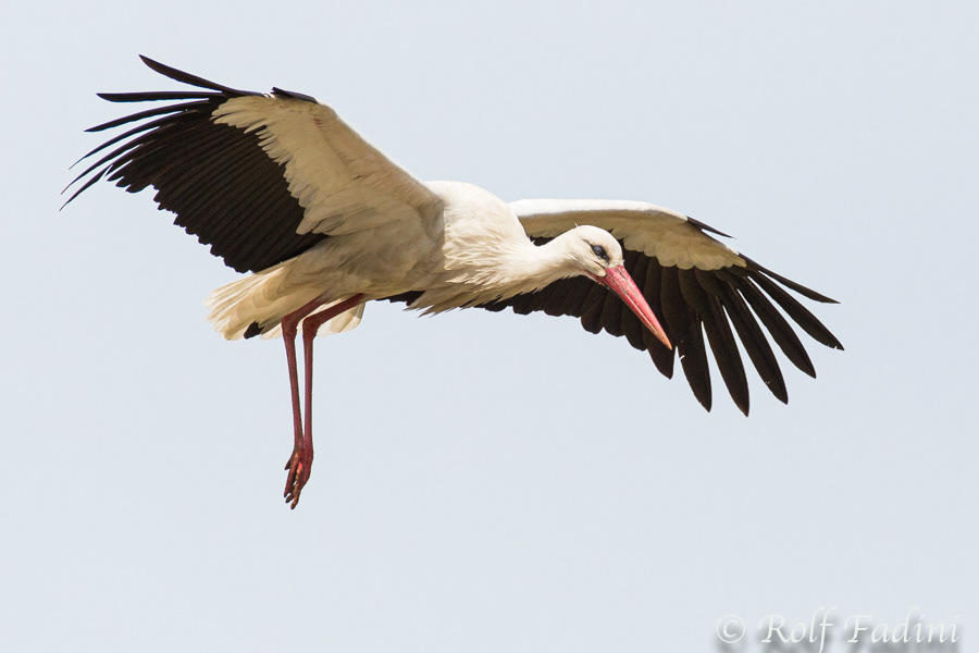 Weißstorch (Ciconia ciconia) 01 - Spanien