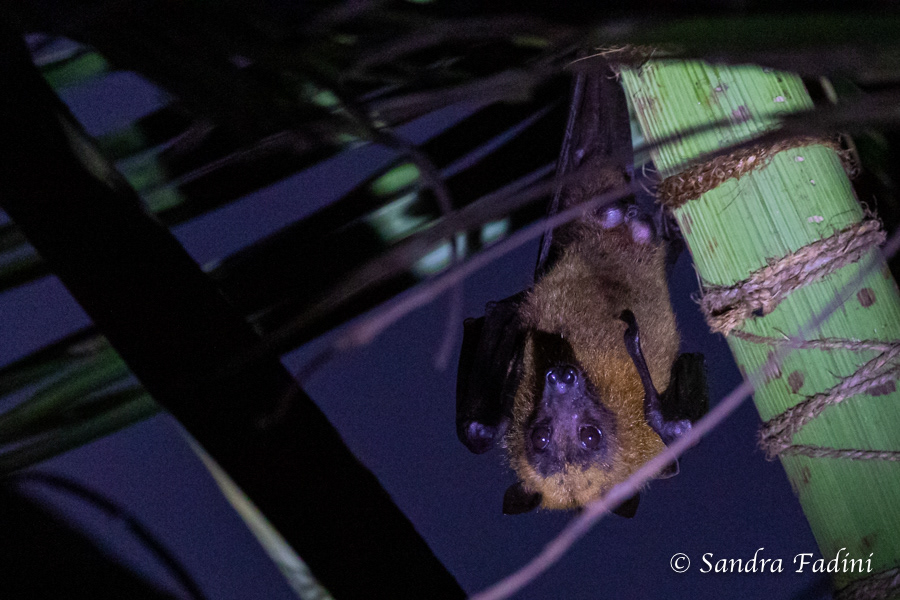 Indischer Riesenflughund (Pteropus giganteus) 07 - Sri Lanka
