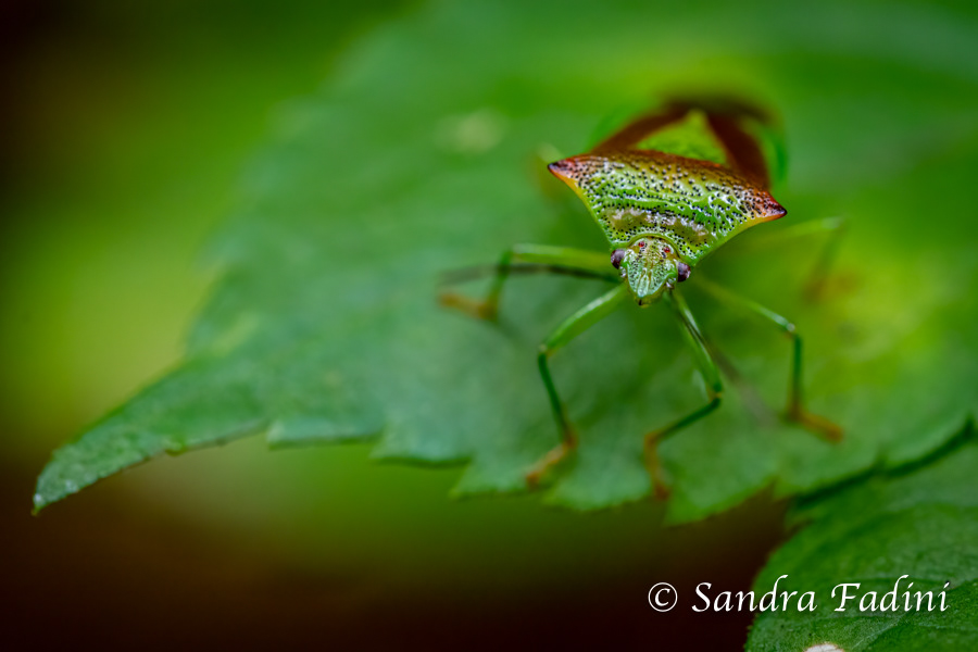 Wipfel- Stachelwanze (Acanthosoma haemorrhoidale) 01