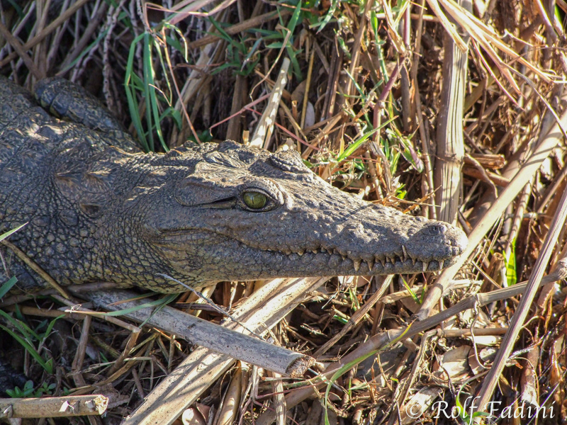 Nilkrokodil (Crocodylus niloticus) 02 - Botswana