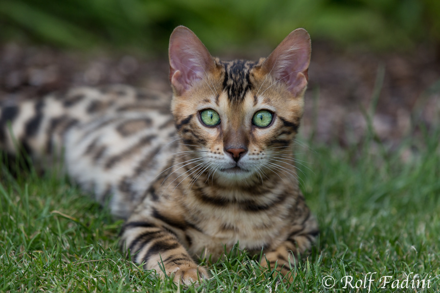Bengal Katze 03 - Junger Kater