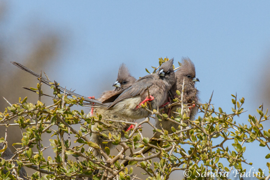 Braunflügel-Mausvogel (Colius striatus) 02 - Südafrika