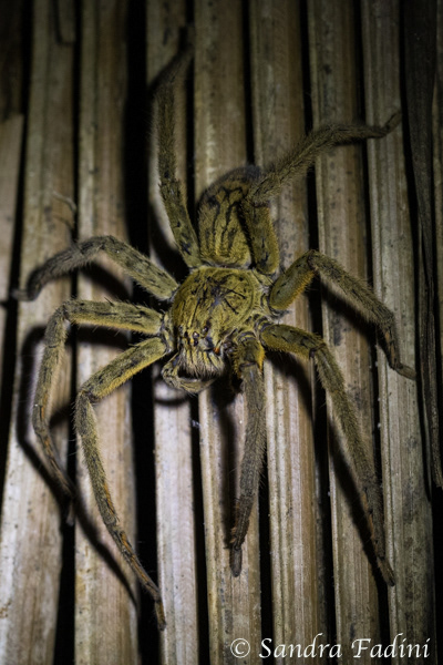 Wolfspinne (Lycosidae) 01 - Costa Rica