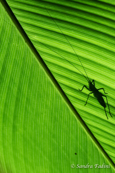 Heuschrecke 01 - Costa Rica