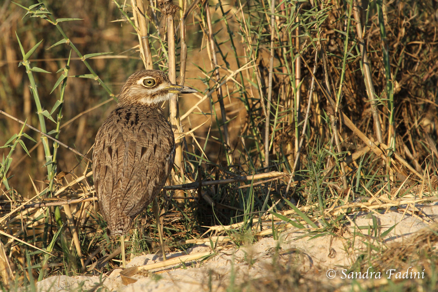 Wassertriel (Burhinus vermiculatus) 01 - Botswana