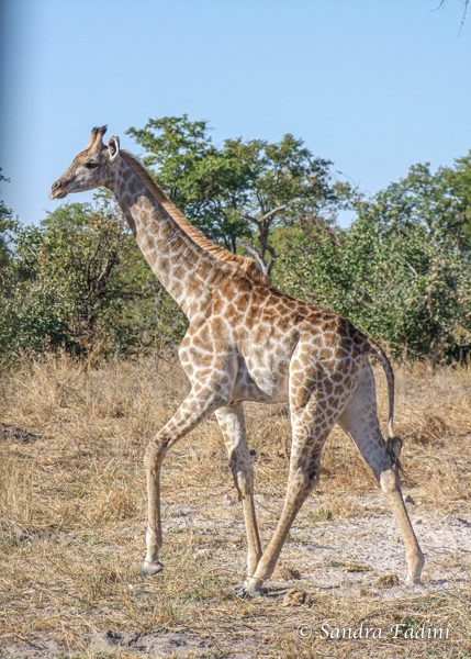 Angola-Giraffe (Giraffa giraffa angolensis) 13 - Botswana