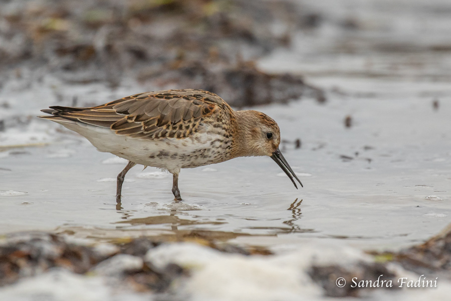 Alpenstrandläufer (Calidris alpina) 03