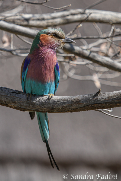 Gabelracke (Coracias caudatus) 03 - Botswana