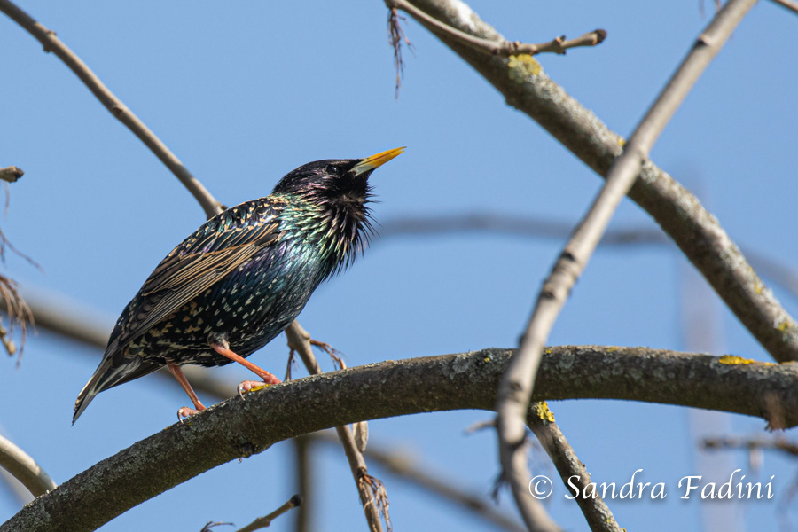 Star (Sturnus vulgaris) 01