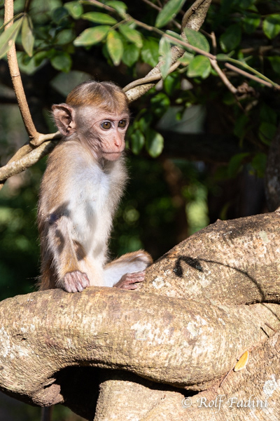 Hanuman-Langur (Semnopithecus) 10 - Sri Lanka