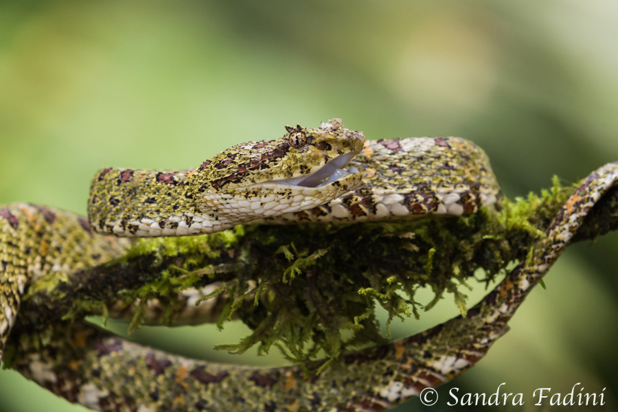 Greifschwanz-Lanzenotter (Bothriechis schlegelii) 01 - Costa Rica
