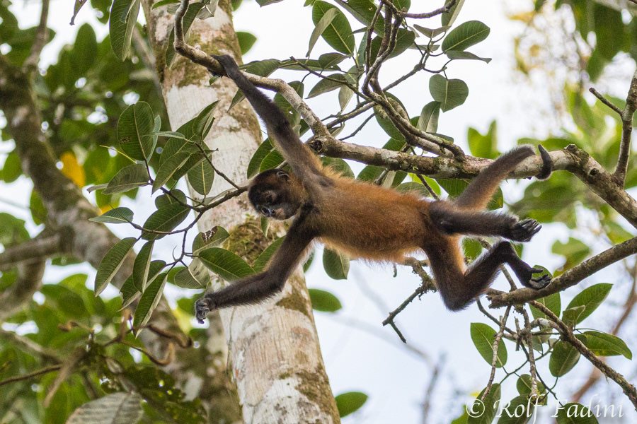 Geoffroy-Klammeraffen (Ateles geoffroyi) 02 - Jungtier (Costa Rica)