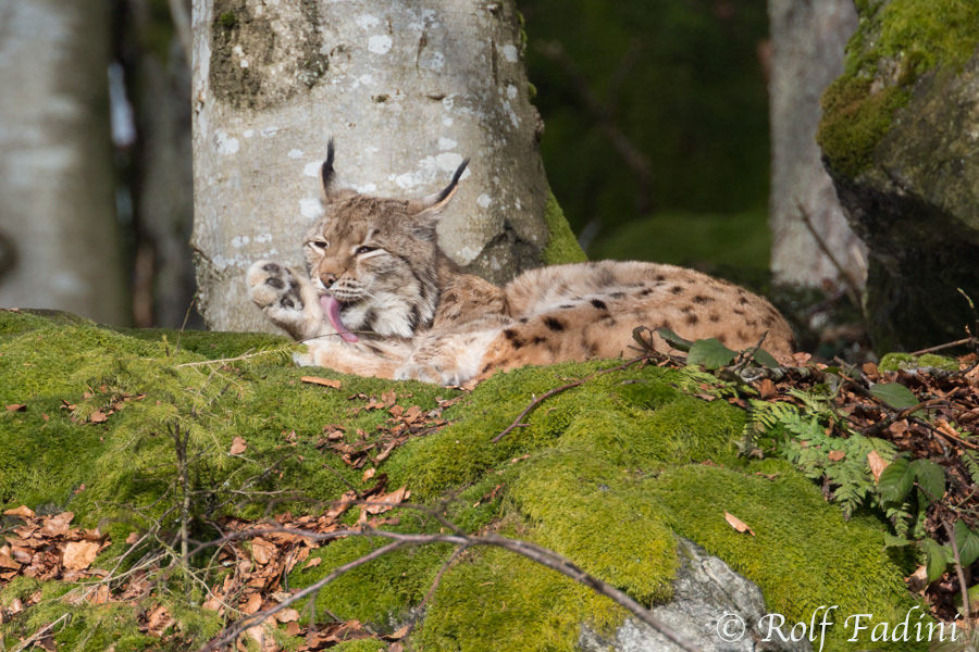 Eurasischer Luchs (Lynx lynx) 21 - captive