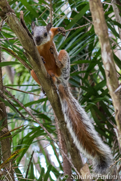 Bunthörnchen (Sciurus variegatoides loweryi) 02 - Costa Rica
