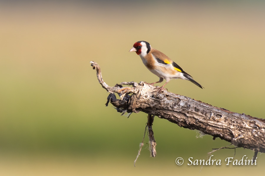 Stieglitz (Carduelis carduelis) 02 - Männchen