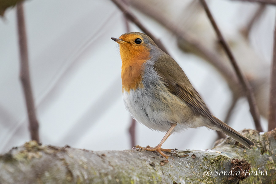 Rotkehlchen (Erithacus rubecula) 02