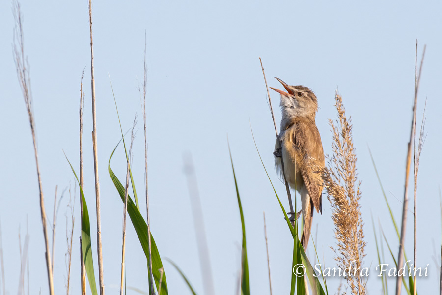 Drosselrohrsänger (Acrocephalus arundinaceus) 01 - Österreich